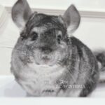 【ご売約済】チンチラ スタンダードグレー 女の子《ス》