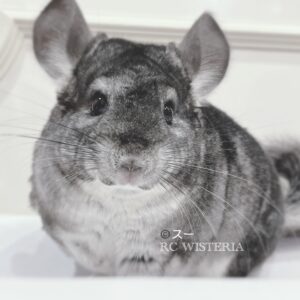 【お迎え済】チンチラ　スタンダードグレー　女の子《ス》