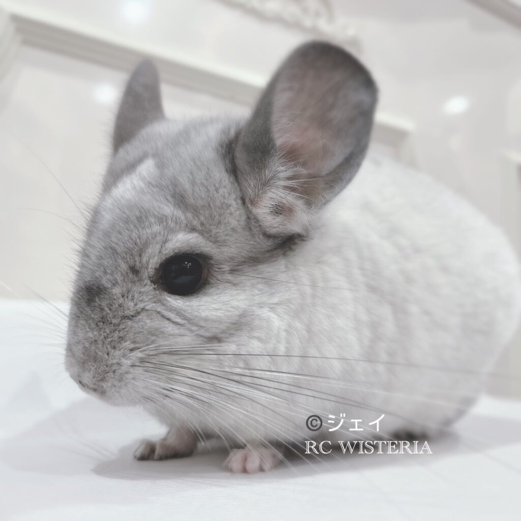 【お迎え済】チンチラ　モザイク　男の子《ジェイ》