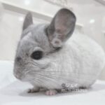 【お迎え済】チンチラ モザイク 男の子《ジェイ》