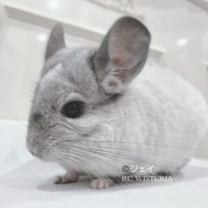 【お迎え済】チンチラ モザイク 男の子《ジェイ》