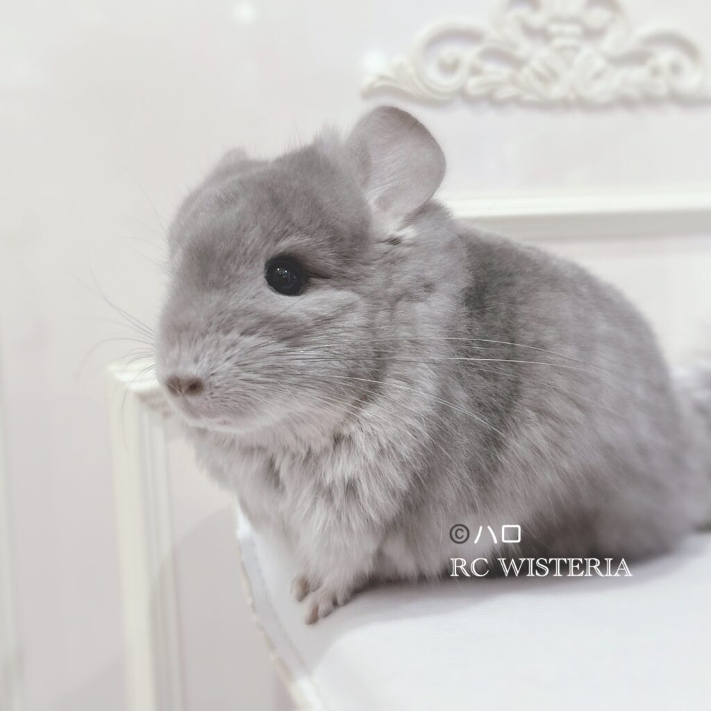 【お迎え済】ロイヤル・ペルジアン・アンゴラ　バイオレット　男の子《ハロ》