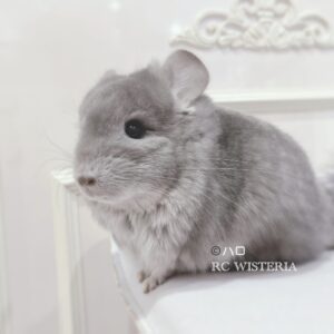 【お迎え済】ロイヤル・ペルジアン・アンゴラ　バイオレット　男の子《ハロ》