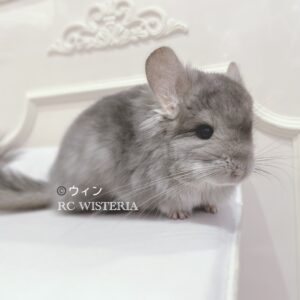 【お迎え済】ロイヤル・ペルジアン・アンゴラ バイオレット 男の子《ウィン》