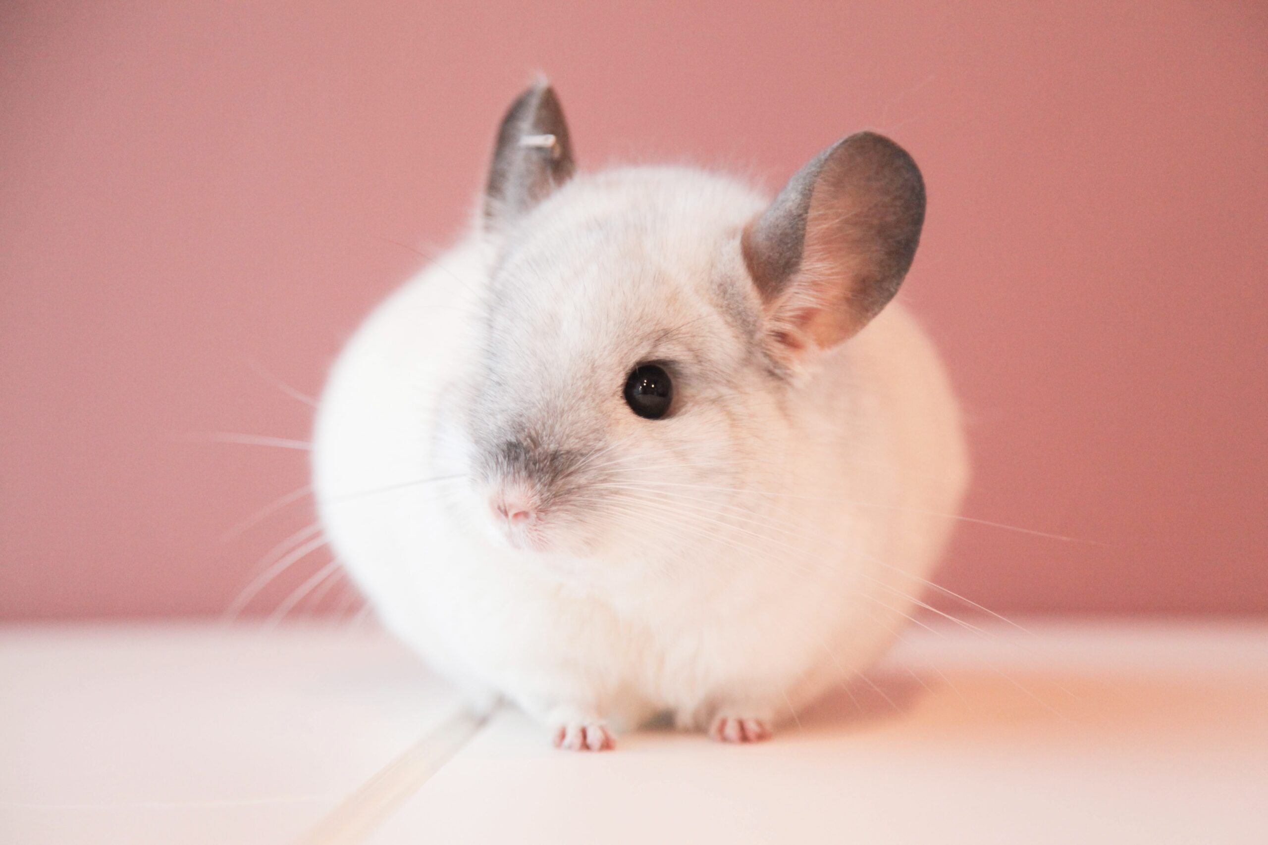 ロイヤルチンチラについて | Royal Chinchilla Gallery 