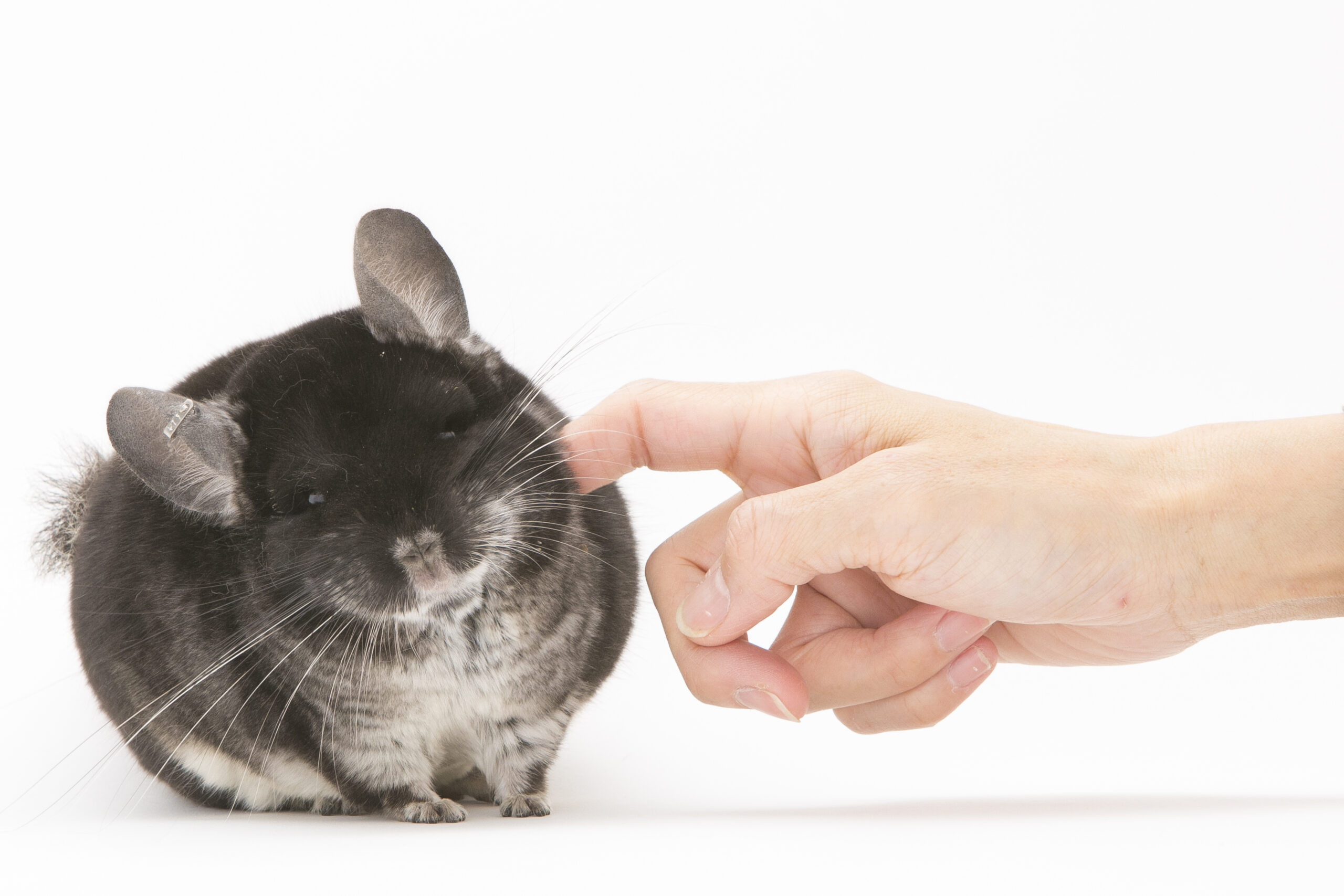Royal Chinchilla Gallery
