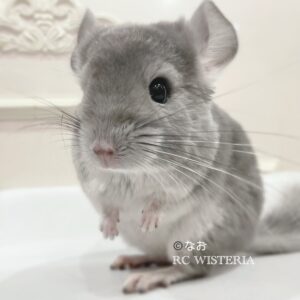 【お迎え済】チンチラ バイオレット 男の子《なお》