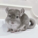 【お迎え済】バイオレット 男の子《カンカン》