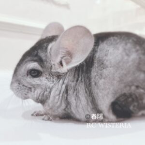 【お迎え済】チンチラ スタンダードグレー 男の子《春陽(はるひ)》