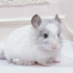 【お迎え済】ロイヤル・ペルジアン・アンゴラ　モザイク　女の子《紗雪》（姉妹）