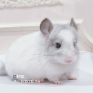 【お迎え済】ロイヤル・ペルジアン・アンゴラ　モザイク　女の子《紗雪》（姉妹）