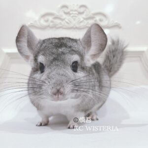 【お迎え済】チンチラ スタンダードグレー 男の子《慎吾》