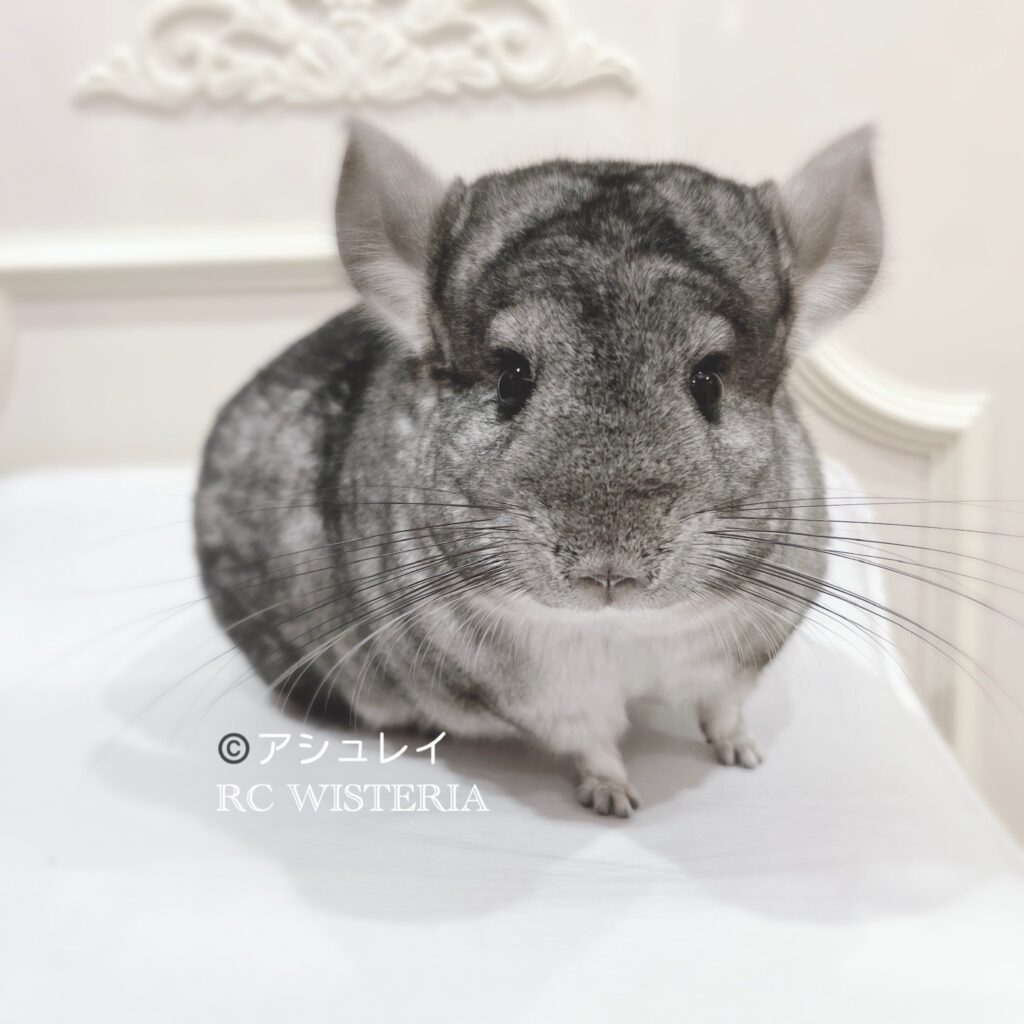 【お迎え済】チンチラ　スタンダードグレー　女の子《アシュレイ》