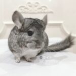 【お迎え済】チンチラ スタンダードグレー 女の子《ケイト》