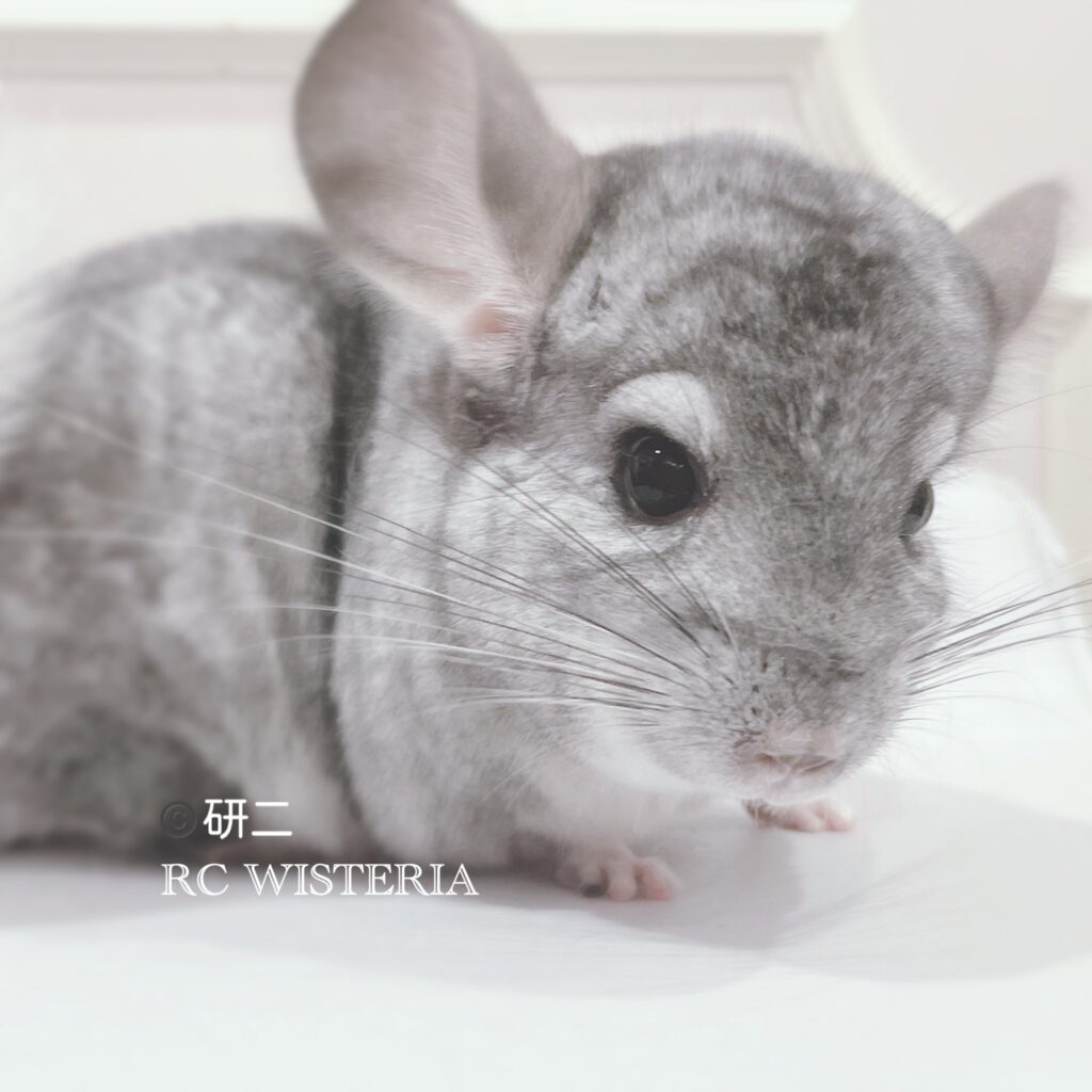 【お迎え済】チンチラ　モザイク　男の子《研二》