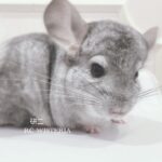 【お迎え済】チンチラ　モザイク　男の子《研二》