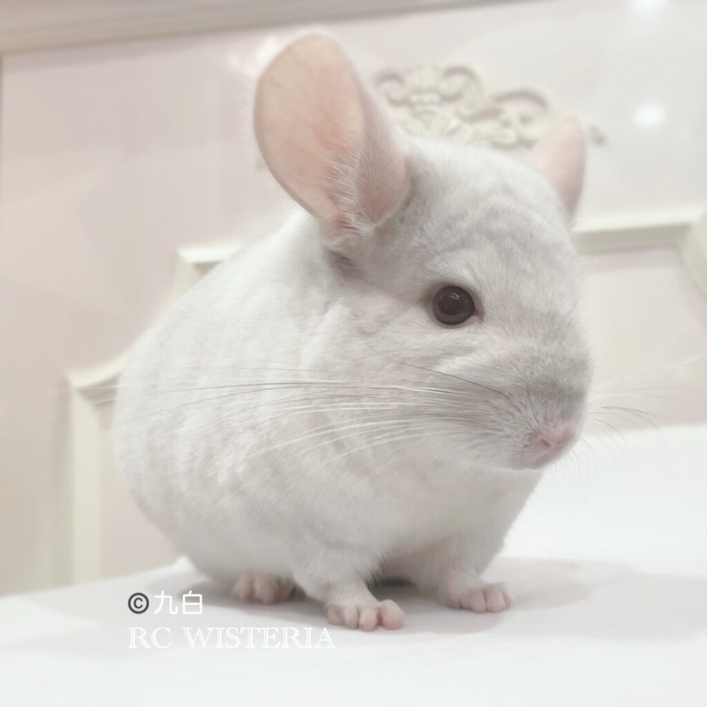 チンチラ　ホワイト　男の子《九白》