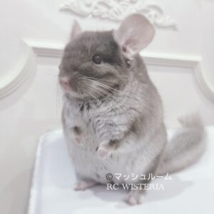 【お迎え済】チンチラ TOVベージュ 女の子《マッシュルーム》