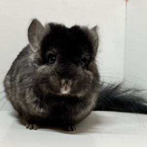 ロイヤル・ペルジアン・アンゴラ ヘテロエボニー 男の子《アスベル》