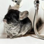 チンチラ ブラックベルベット 男の子《ビル》