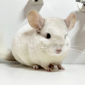 【お迎え済】チンチラ　ピンクホワイト　男の子《大福》