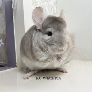 【お迎え済】チンチラ　ベージュ　男の子《マンダム》