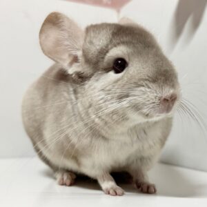 ☆ チンチラ　ケープ　チンチラ　ボレロ　チンチラショール☆ monaka1-300x300.jpg