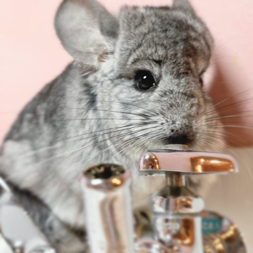 【お迎え済】ロイヤル・ペルジアン・アンゴラ　スタンダードグレー　男の子《オペラ》