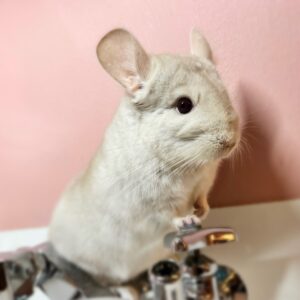 【お迎え済】チンチラ ライトタン 男の子《ソーレ》