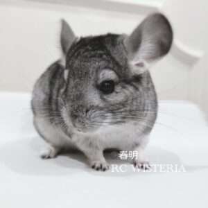 【お迎え済】チンチラ スタンダードグレー 男の子《春明(しゅんめい)》