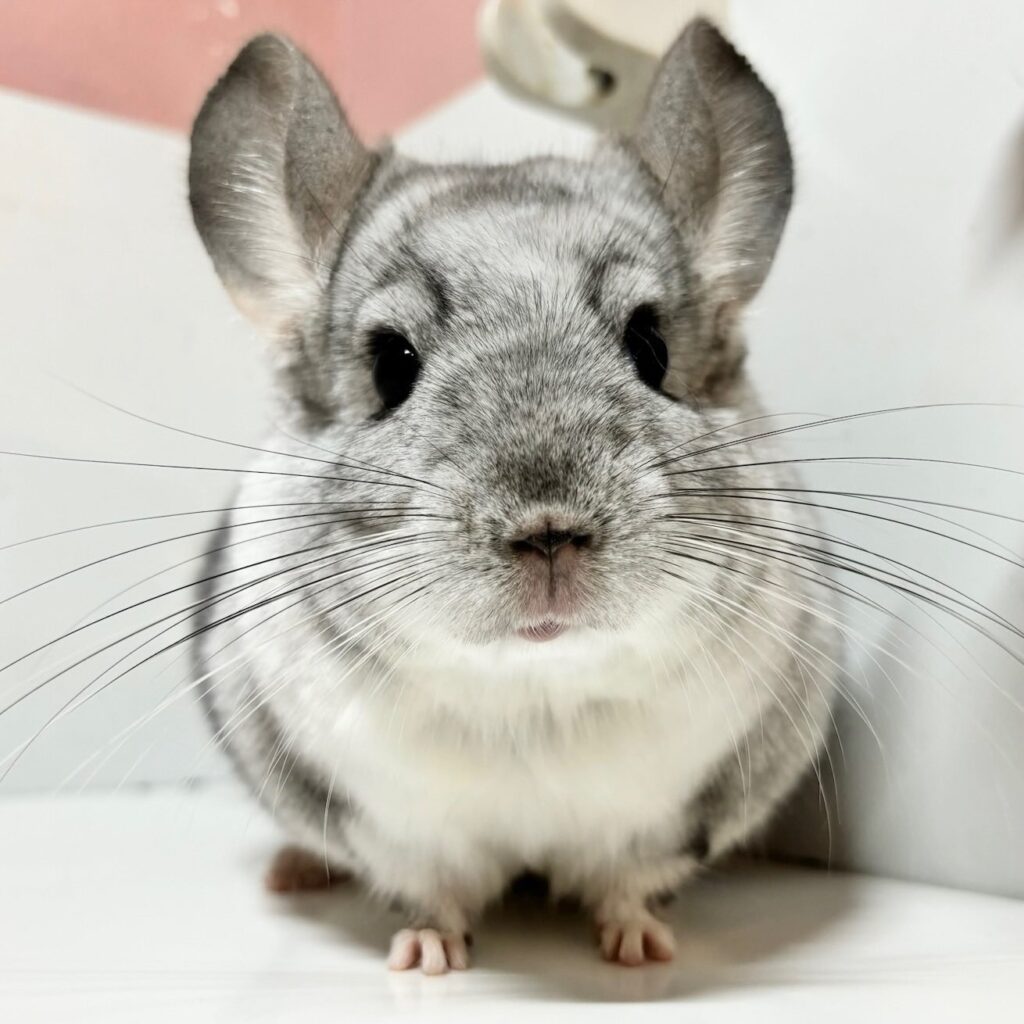 　【商談中】チンチラ　モザイク　男の子《七(たな)》