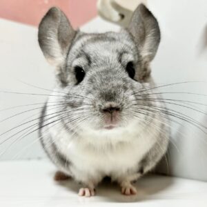 【商談中】チンチラ モザイク 男の子《七(たな)》