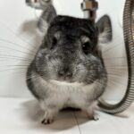 【お迎え済】チンチラ　スタンダードグレー　女の子《葉(よう)》