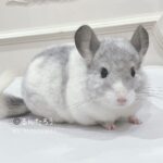 【お迎え済】チンチラ モザイク 男の子《るんたろう》
