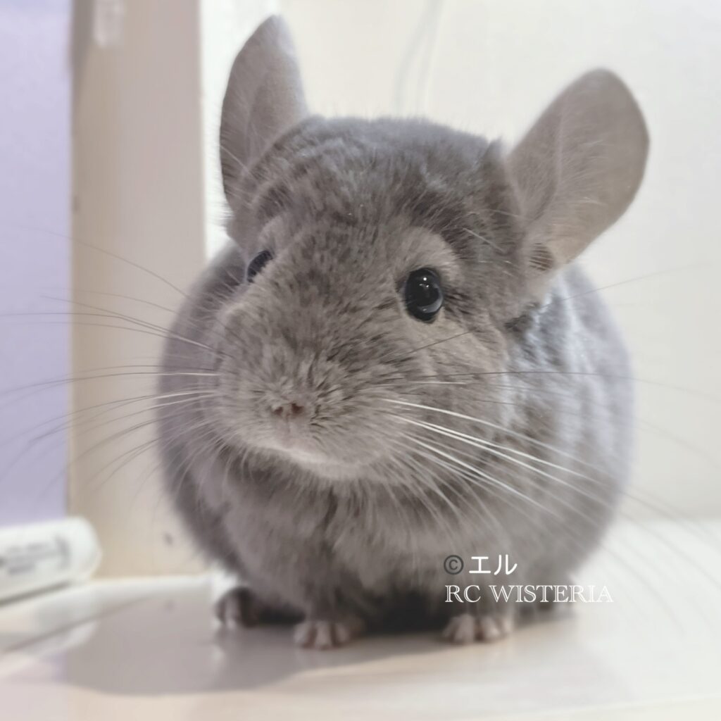 【お迎え済】チンチラ　ラップ・アラウンド・バイオレット　男の子《エル》