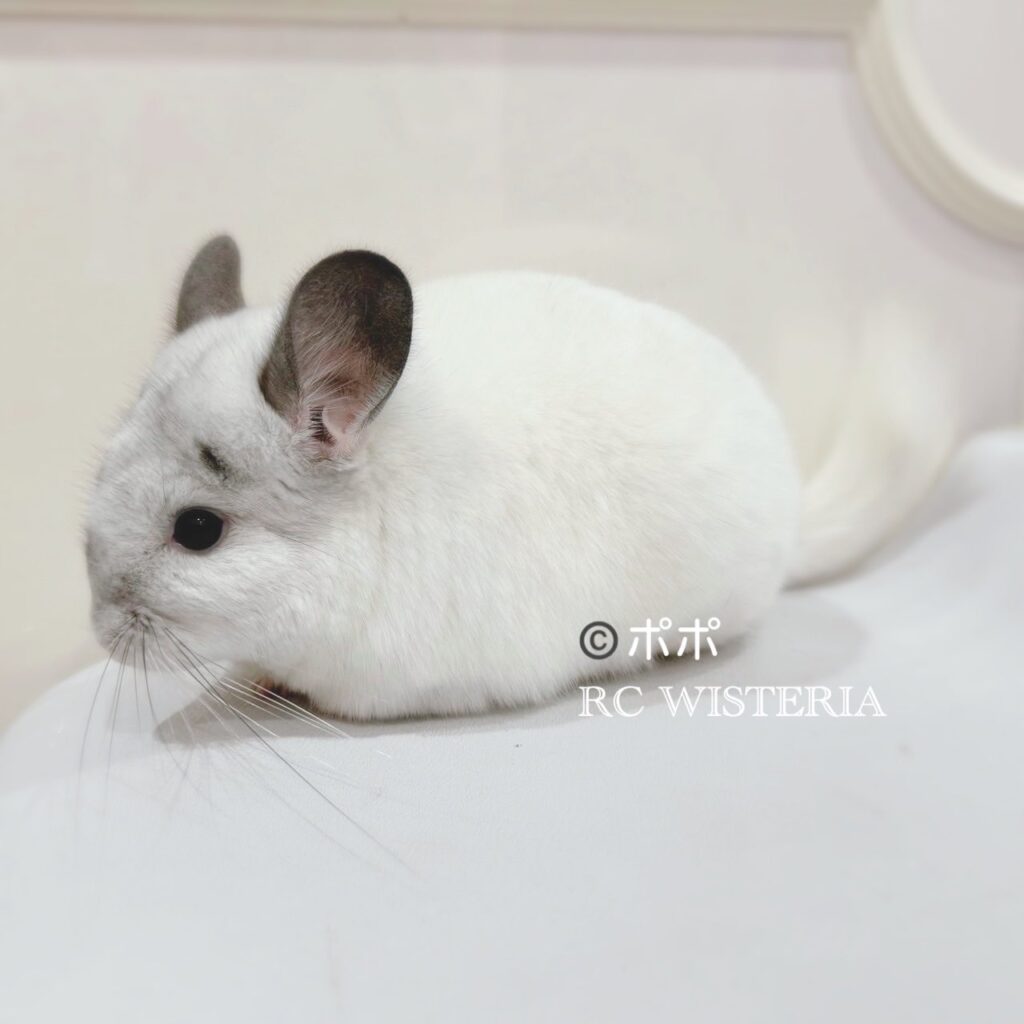 販売中のチンチラ | Royal Chinchilla Gallery