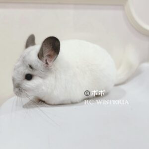 ✻花うさぎ✻白いチンチラちゃんセット dayuanbao チンチラすき on X: 