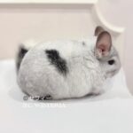 【お迎え済】チンチラ モザイク 女の子《セフィー》