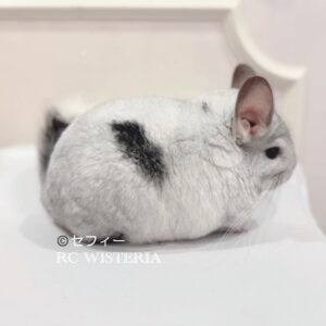 【お迎え済】チンチラ　モザイク　女の子《セフィー》