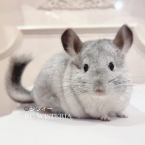 【お迎え済】チンチラ　モザイク　女の子《シフィー》