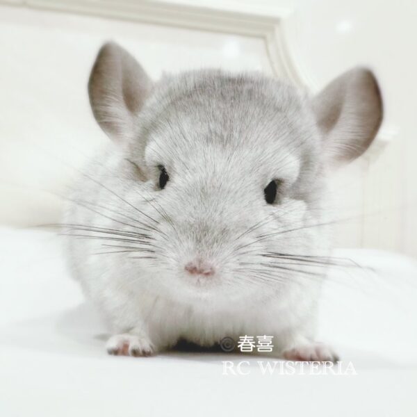 【お迎え済】チンチラ　モザイク　男の子《春喜(しゅんき)》