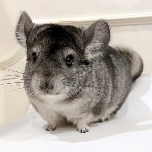 【お迎え済】チンチラ スタンダードグレー 男の子《玖栗(くり)》