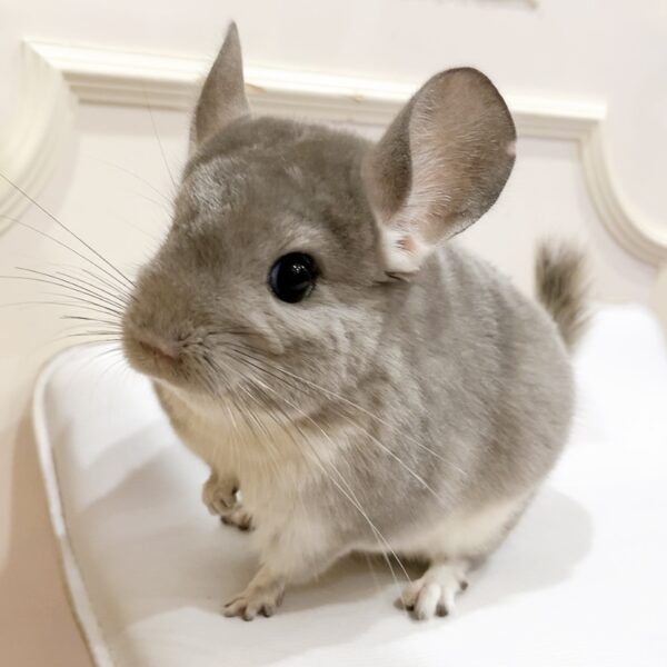 チンチラ バイオレット 女の子《茅子(ちこ)》(姉妹)