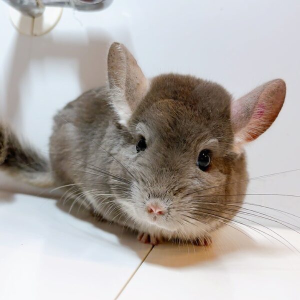 チンチラ　バイオレット　男の子《キキ》