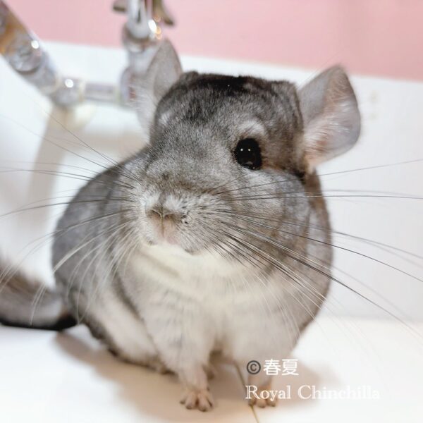 【お迎え済】チンチラ　スタンダードグレー　男の子《春夏》（しゅんか）