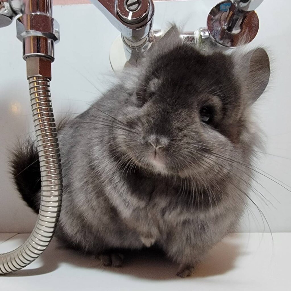 ロイヤル・ペルジアン・アンゴラ　RIAキャリア　エボニー　男の子《ミュンヘン》