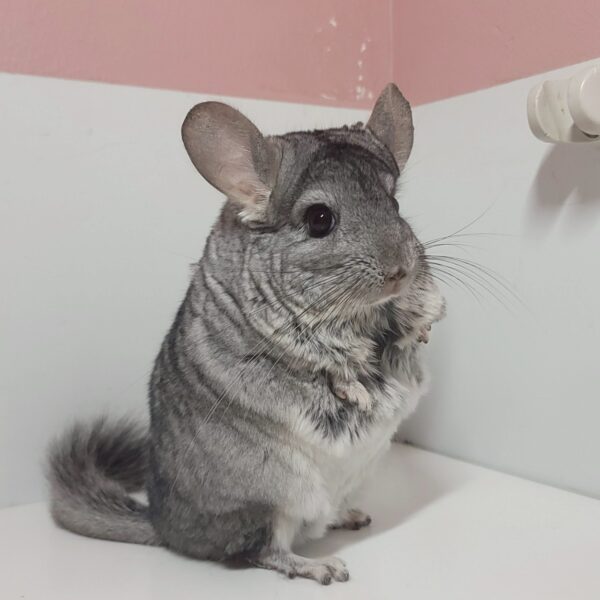 チンチラ スタンダードグレー(RPAキャリア) 男の子《ビバ》