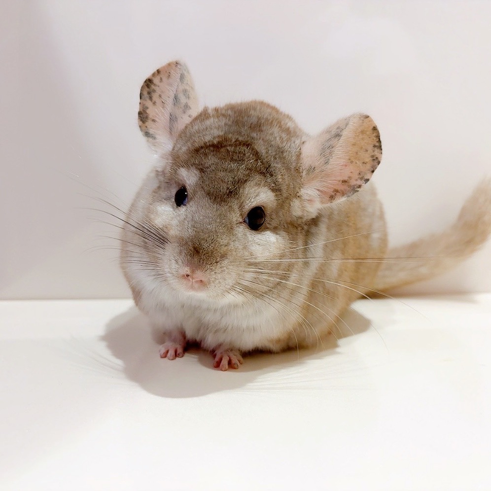 チンチラ ベージュ 男の子《じん》