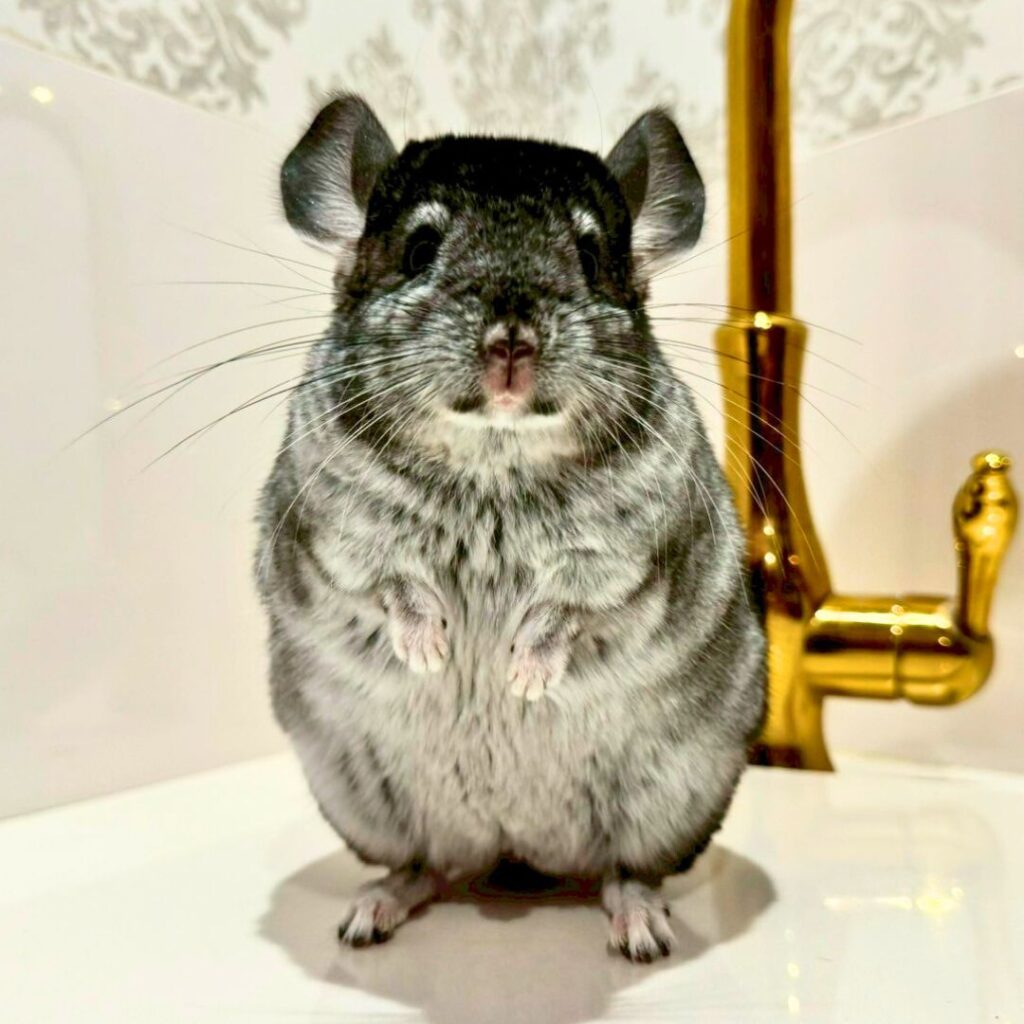 【お迎え済】チンチラ　スタンダードグレー　男の子《ナンテン》