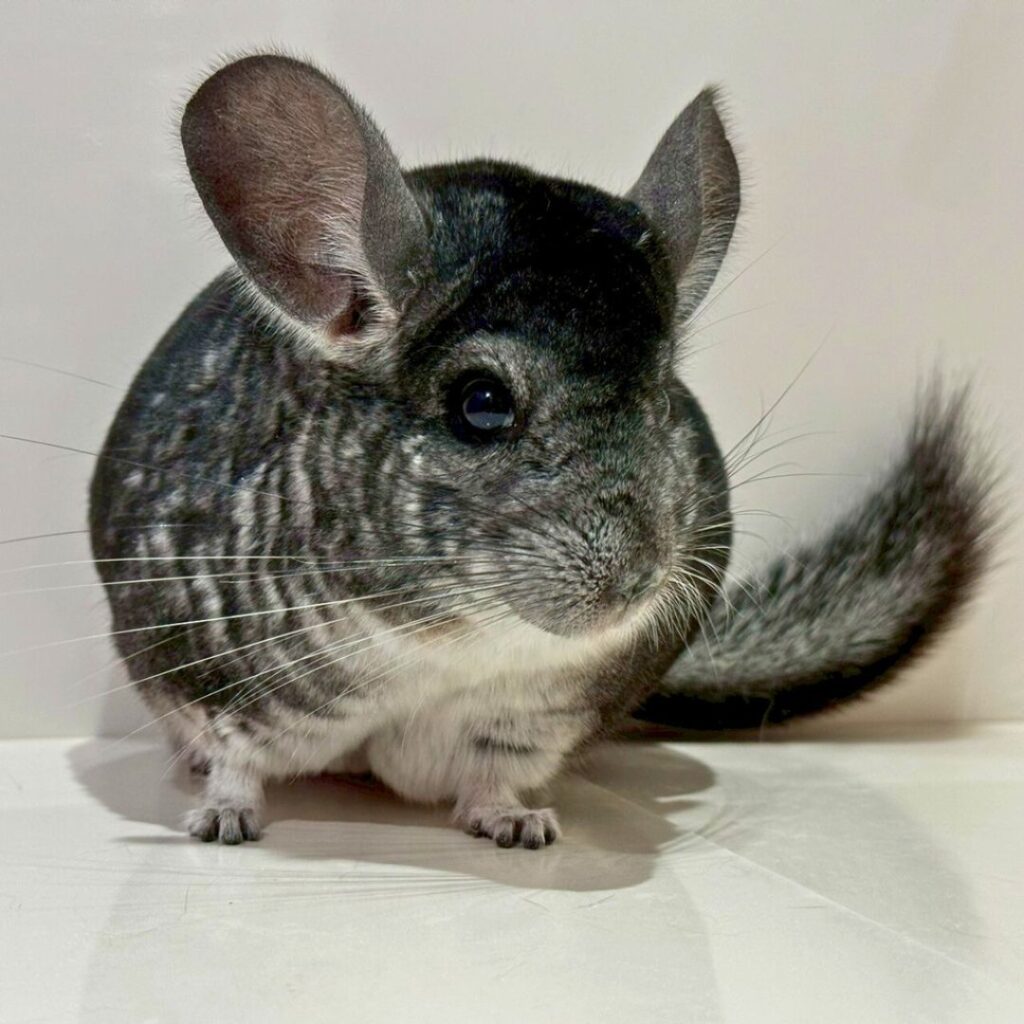 チンチラ　スタンダードグレー　男の子《ニック》